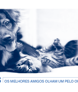 Em destaque: Seguro PETS